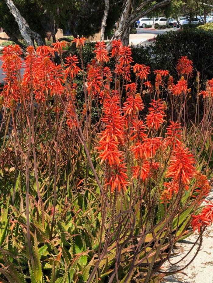 Plant photo of: Aloe 'Cynthia Giddy'