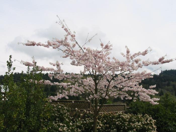 Prunus X yedoensis 'Akebono'