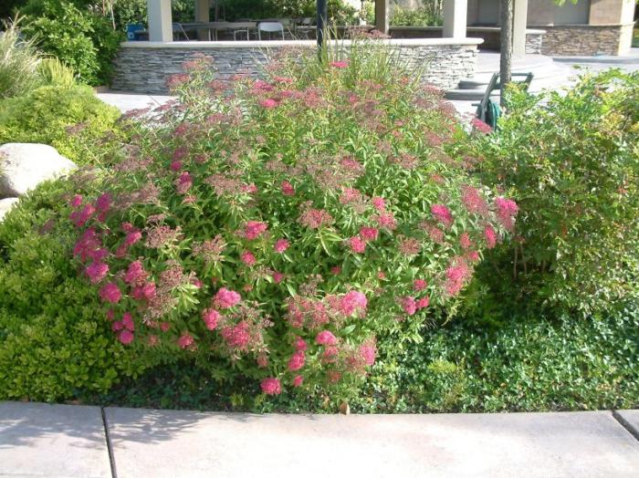 Spiraea X bumalda 'Anthony Waterer'