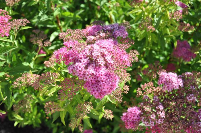 Plant photo of: Spiraea X bumalda 'Anthony Waterer'