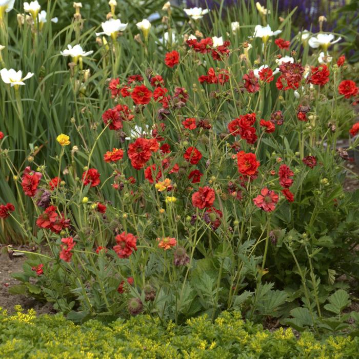 Plant photo of: Geum 'Blazing Sunset'