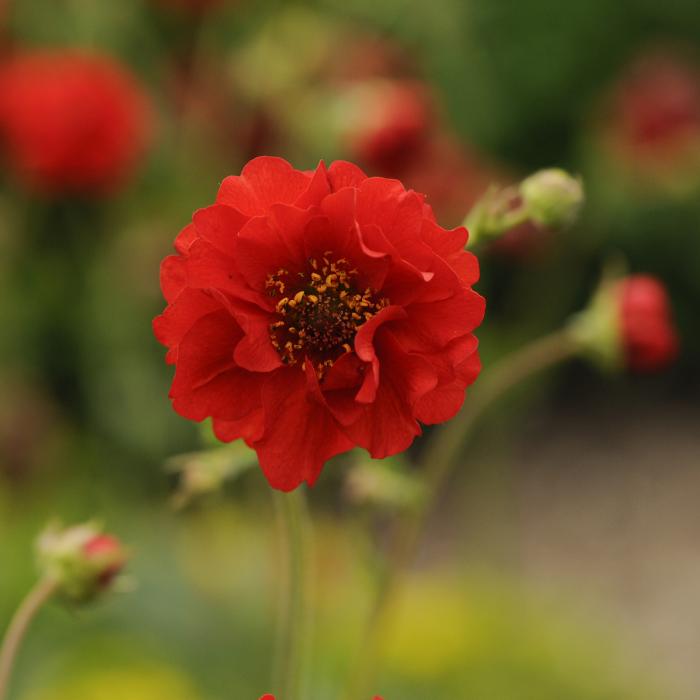 Plant photo of: Geum 'Blazing Sunset'