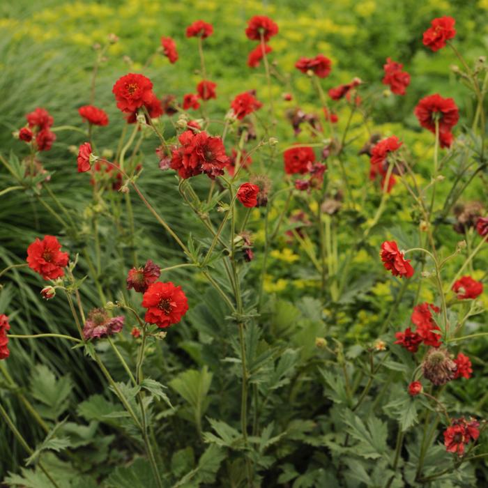 Plant photo of: Geum 'Blazing Sunset'