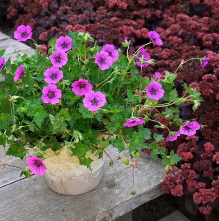 Plant photo of: Geranium 'Pink Penny'