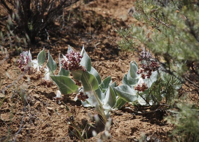 Plant photo of: Asclepias californica