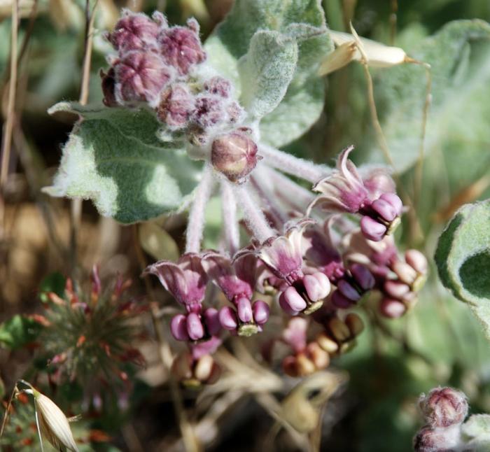 Plant photo of: Asclepias californica