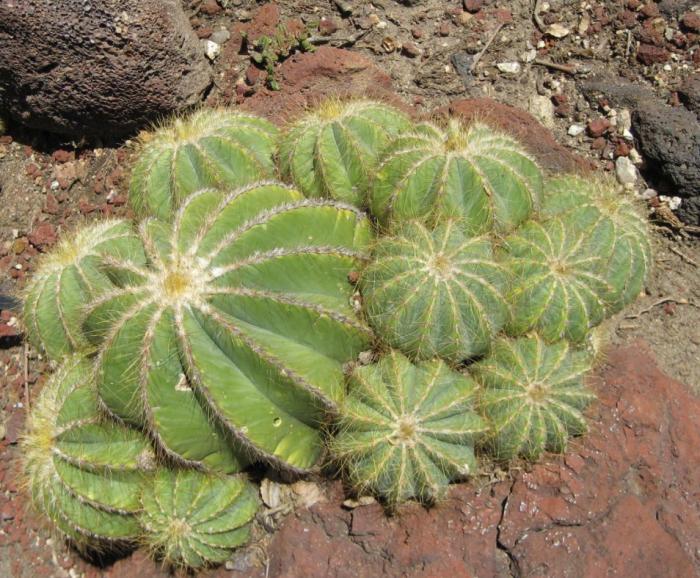 Parodia magnifica