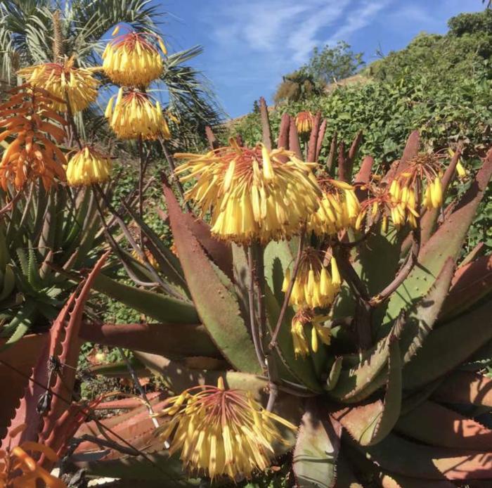 Aloe capitata var. quartziticola