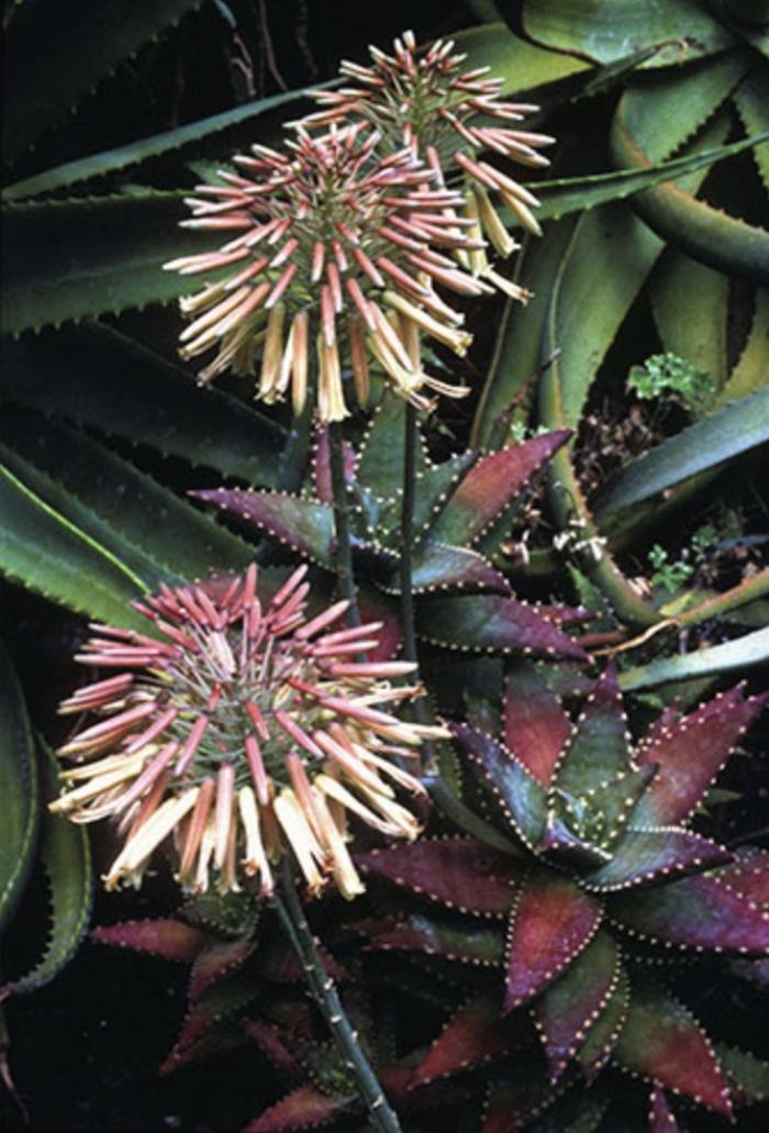 Aloe 'Hellskloof Bells'