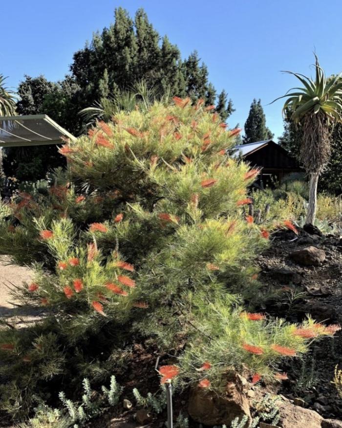 Grevillea 'Kings Fire'