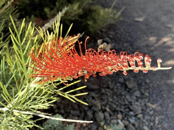 Plant photo of: Grevillea 'Kings Fire'