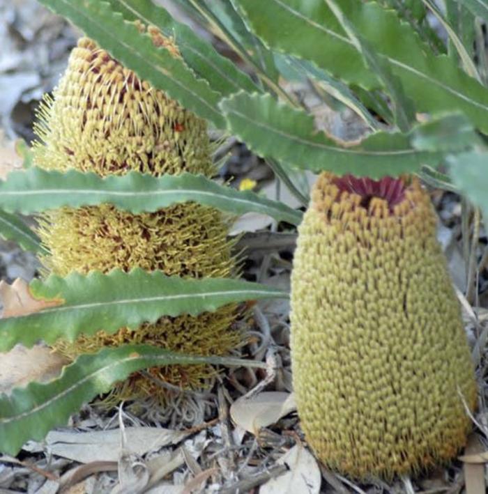 Banksia repens