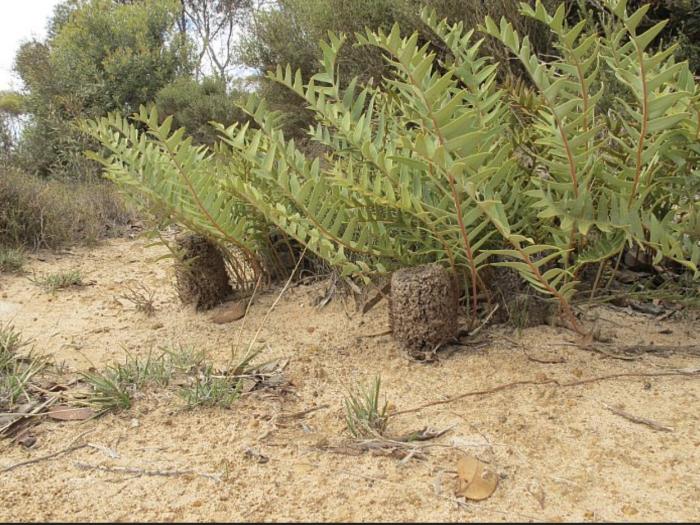 Plant photo of: Banksia repens