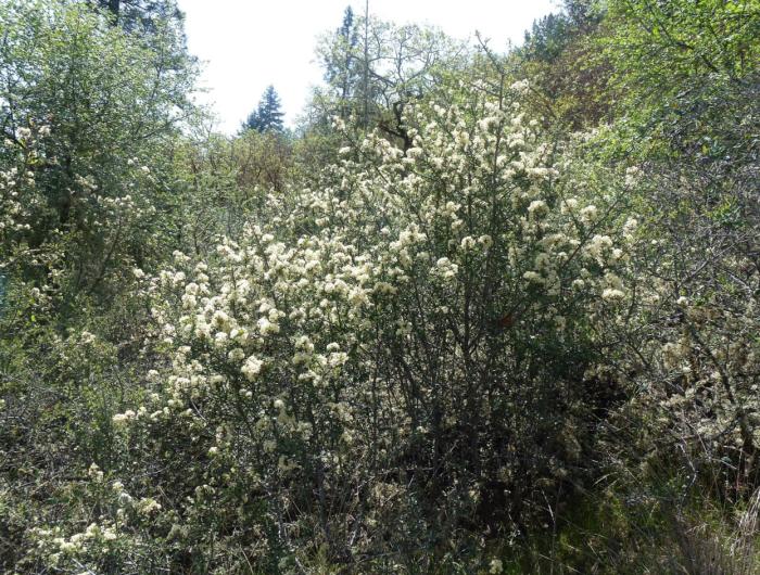 Ceanothus cuneatus