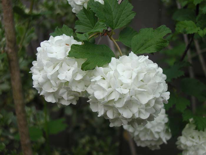 Viburnum opulus 'Roseum'