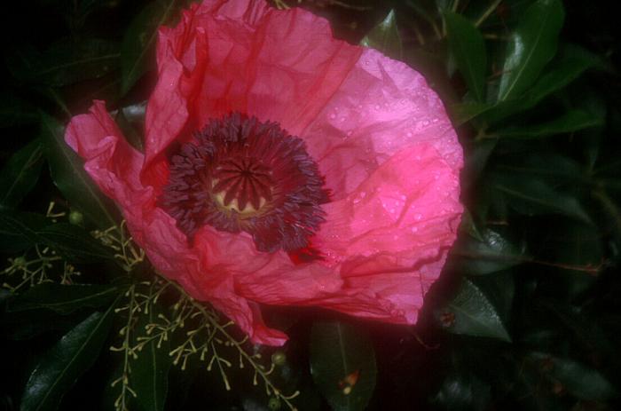 Papaver orientale