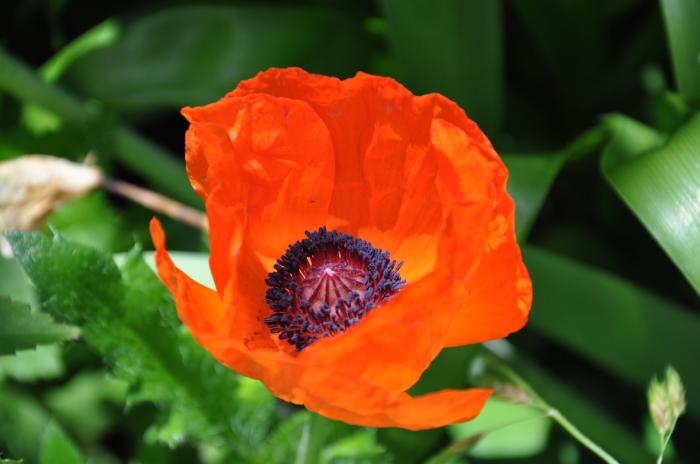 Plant photo of: Papaver orientale