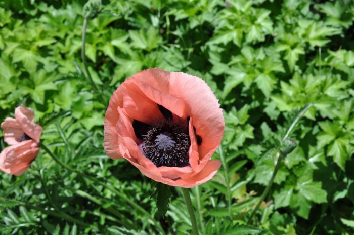 Plant photo of: Papaver orientale