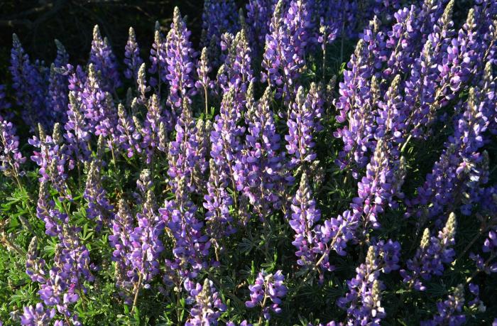 Lupinus albifrons