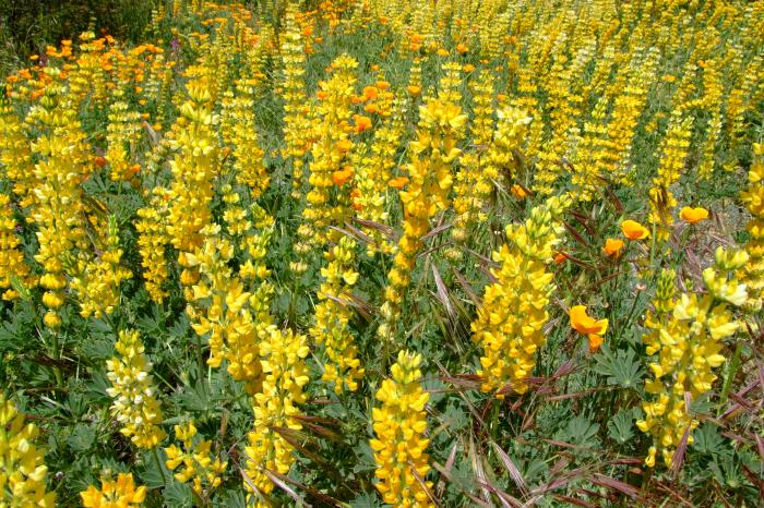 Lupinus microcarpus densiflorus aureus