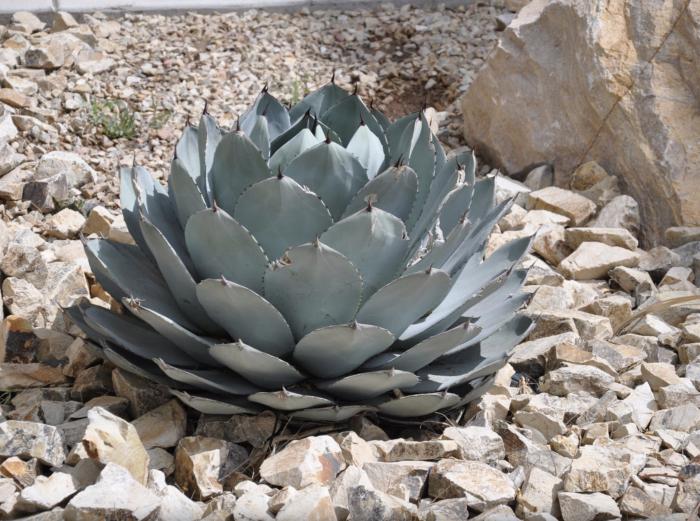 Agave parryi 'Artichoke'