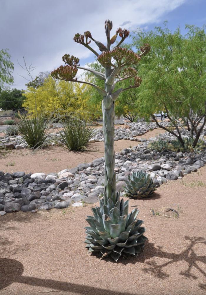 Plant photo of: Agave parryi 'Artichoke'