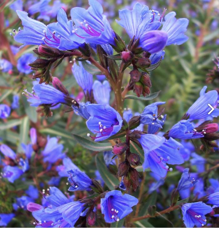 Echium gentianoides 'Tajinaste'