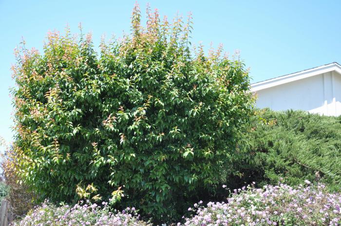 Plant photo of: Xylosma congestum