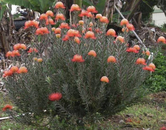 Leucospermum 'Blanche Ito'