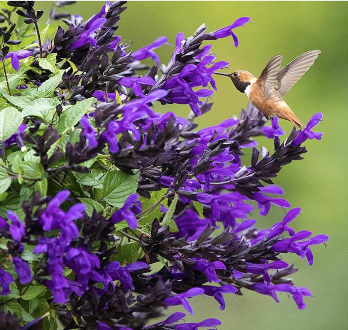 Bodacious Hummingbird Falls Salvia
