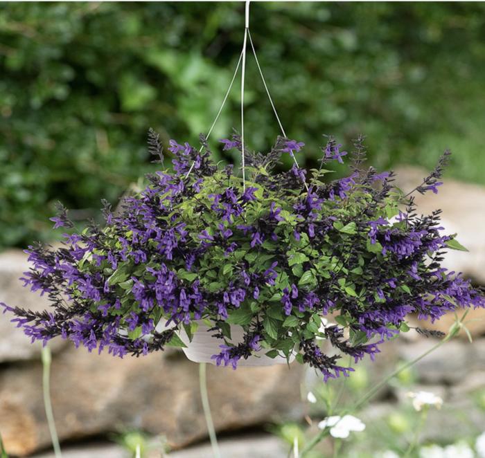 Plant photo of: Salvia x guaranitica 'Hummingbird Falls'