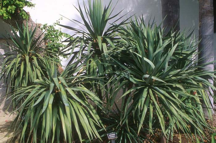 Yucca recurvifolia