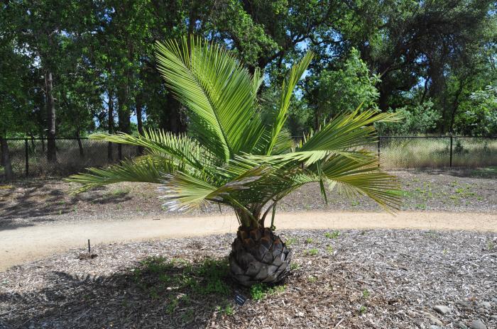 Plant photo of: Jubaea chilensis