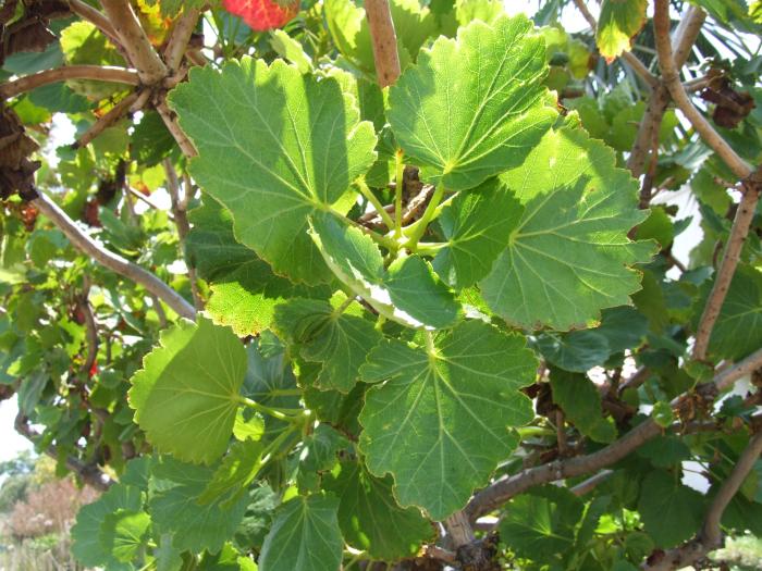 Plant photo of: Greyia sutherlandii