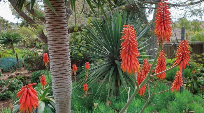 Aloe cryptopoda