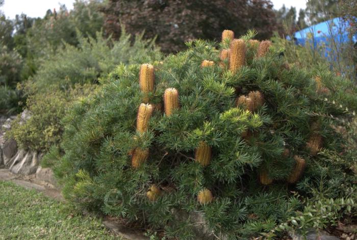 Plant photo of: Banksia spinulosa