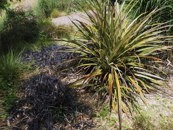 Plant photo of: Astelia banksii