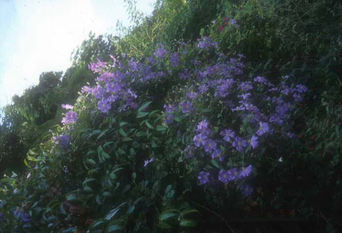 Clematis jackmanii