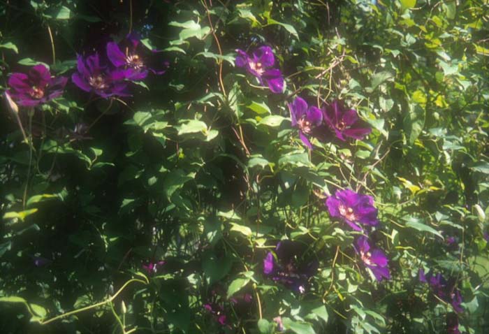 Plant photo of: Clematis jackmanii