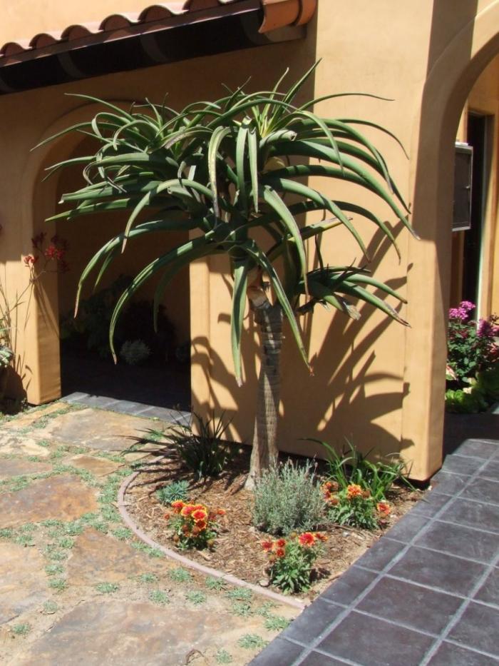 Plant photo of: Aloe baineseii