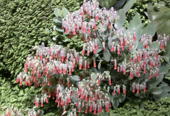 Plant photo of: Kalanchoe laxiflora