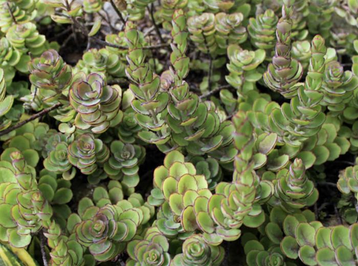 Plant photo of: Kalanchoe laxiflora