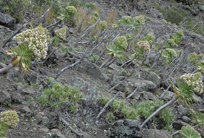 Aeonium urbicum
