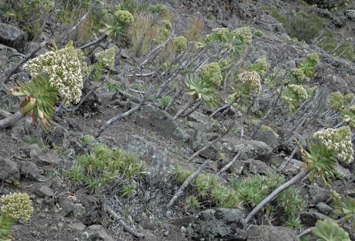 Plant photo of: Aeonium urbicum