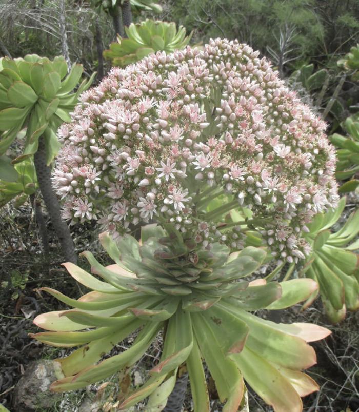 Plant photo of: Aeonium urbicum