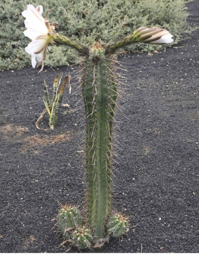 Echinopsis lageniformis