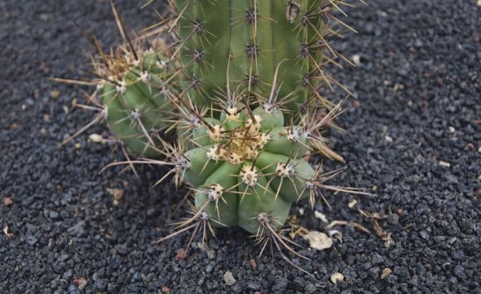 Plant photo of: Echinopsis lageniformis