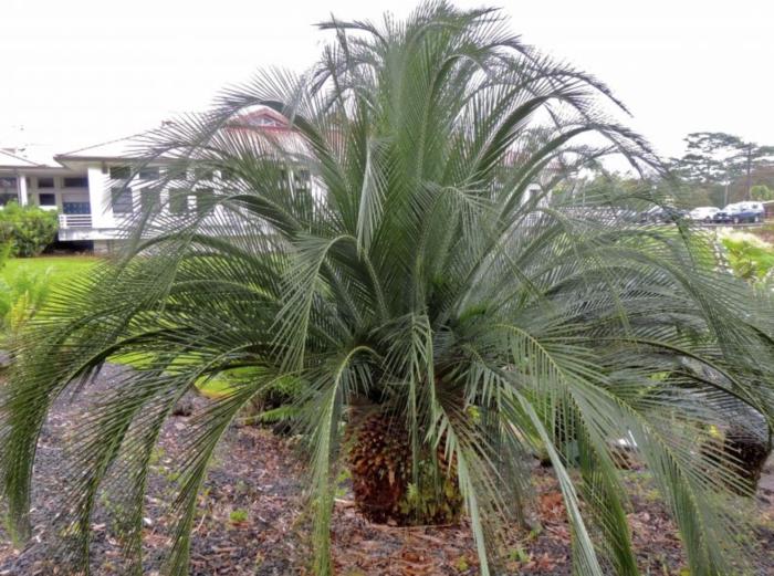Macrozamia moorei