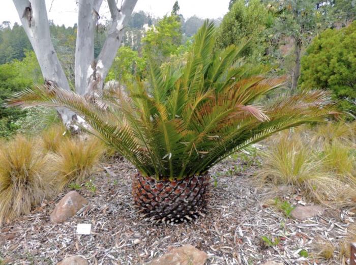 Plant photo of: Macrozamia moorei
