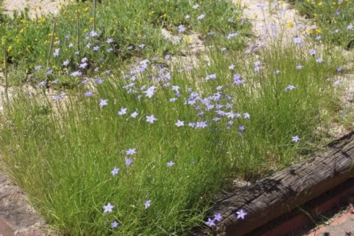 Plant photo of: Wahlenbergia communis